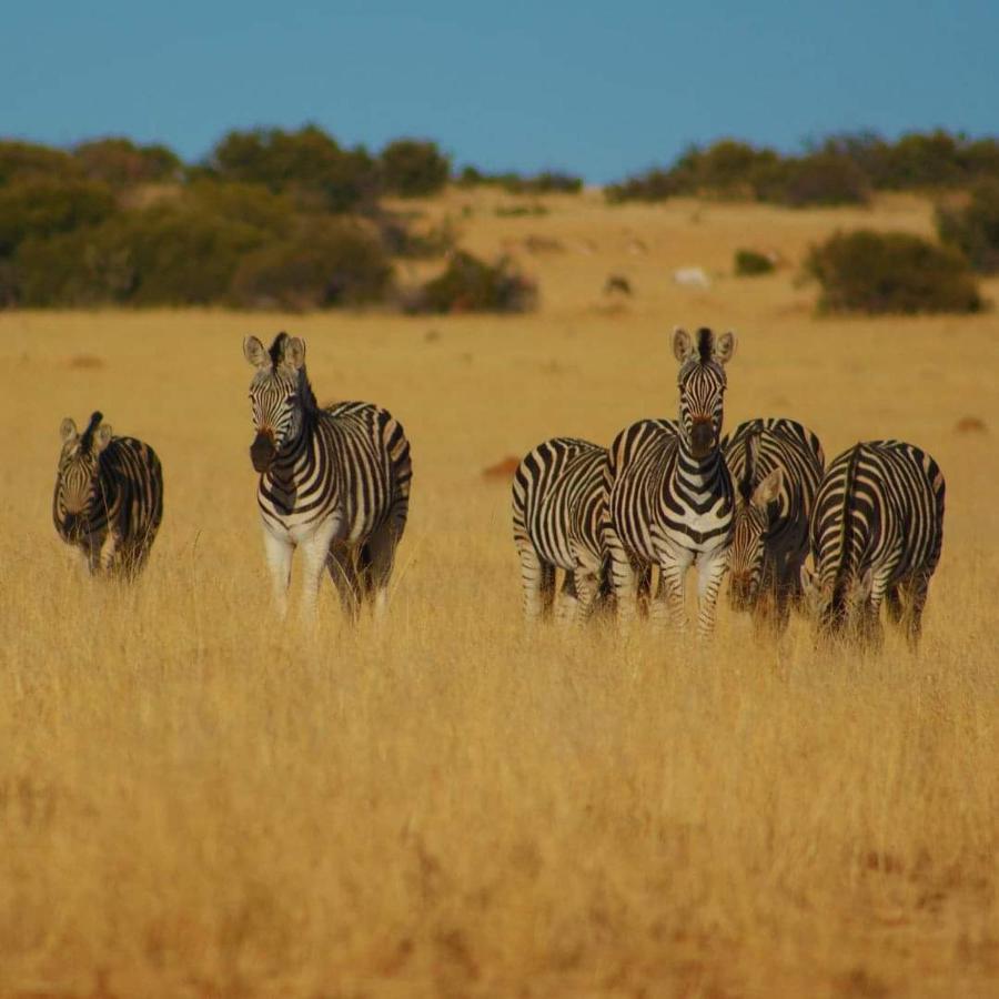 Letsatsi Game Lodge Smithfield Εξωτερικό φωτογραφία