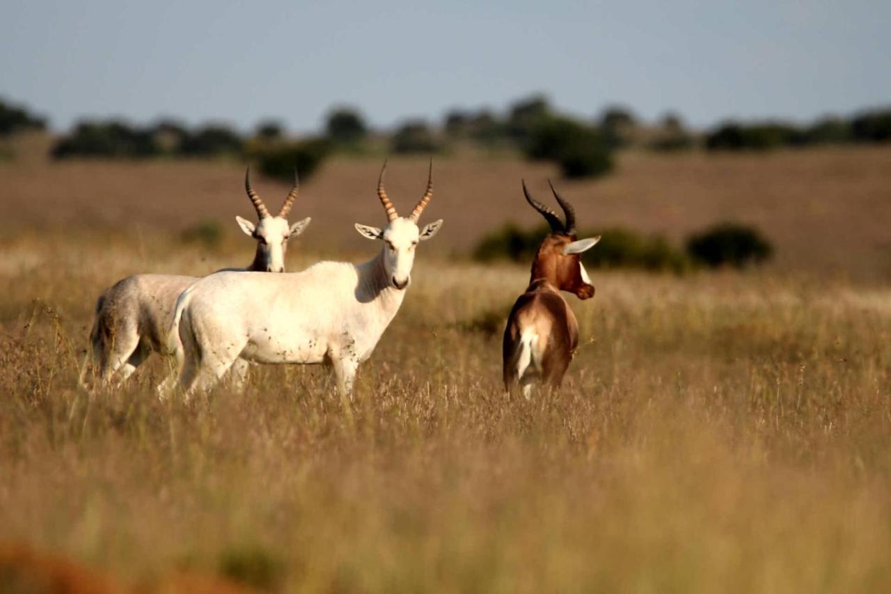 Letsatsi Game Lodge Smithfield Εξωτερικό φωτογραφία