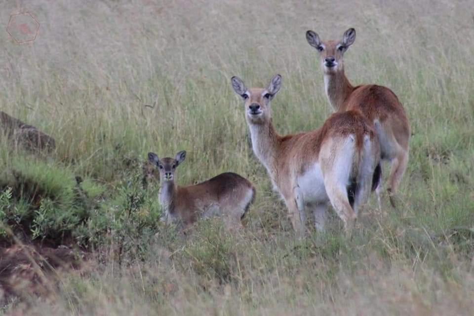 Letsatsi Game Lodge Smithfield Εξωτερικό φωτογραφία
