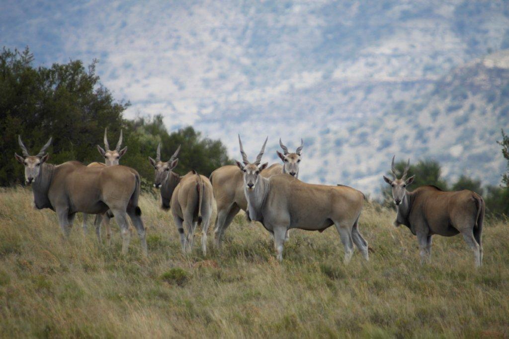 Letsatsi Game Lodge Smithfield Εξωτερικό φωτογραφία